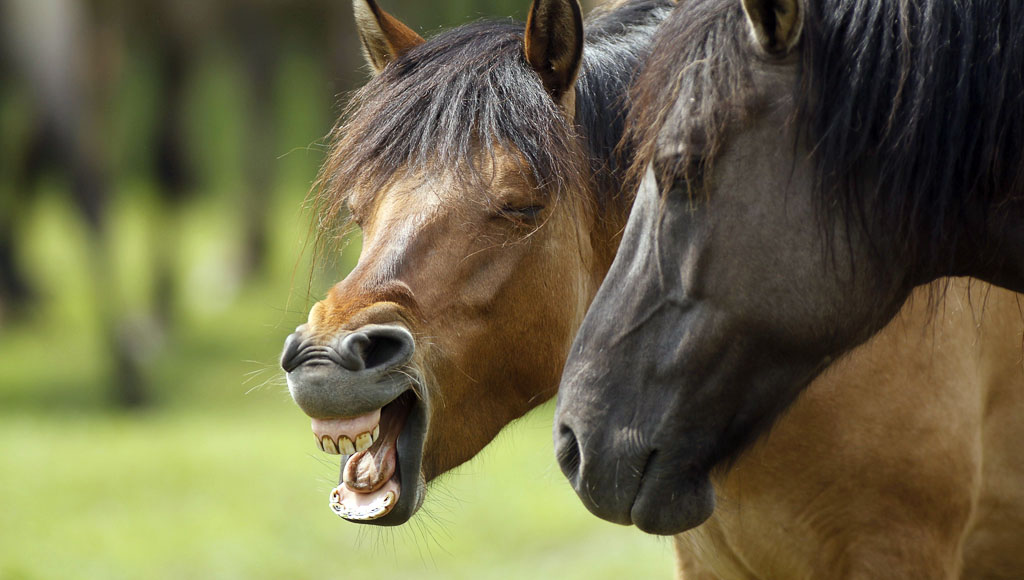 Día del caballo