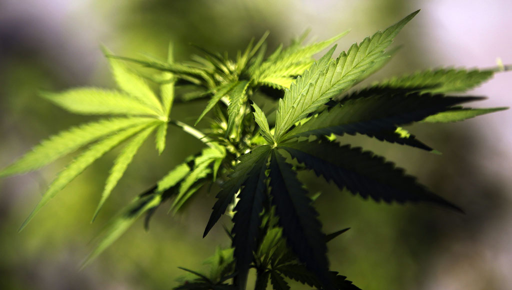 Día Mundial de la Marihuana (20 de Abril)