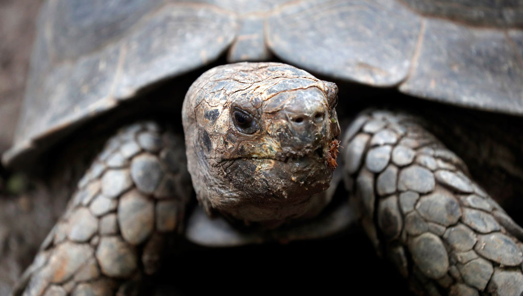 Día Mundial de las Tortugas (23 de Mayo)