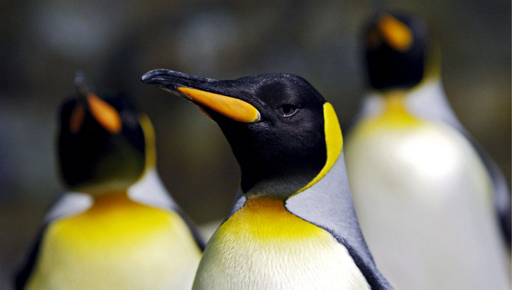 Día Mundial del Pingüino (25 de abril)