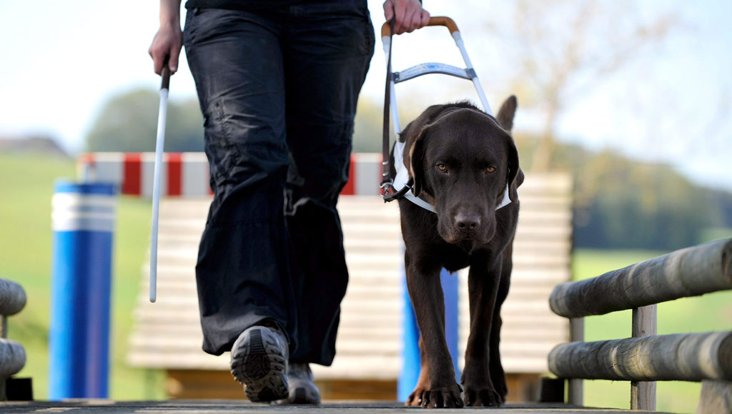Día Internacional de los Perros Guía (29 de Abril)