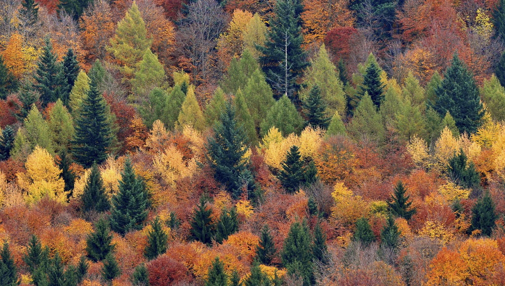 Día Forestal Mundial (21 de Marzo)