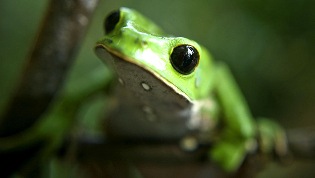 Día Mundial de las Ranas (27 de Abril)