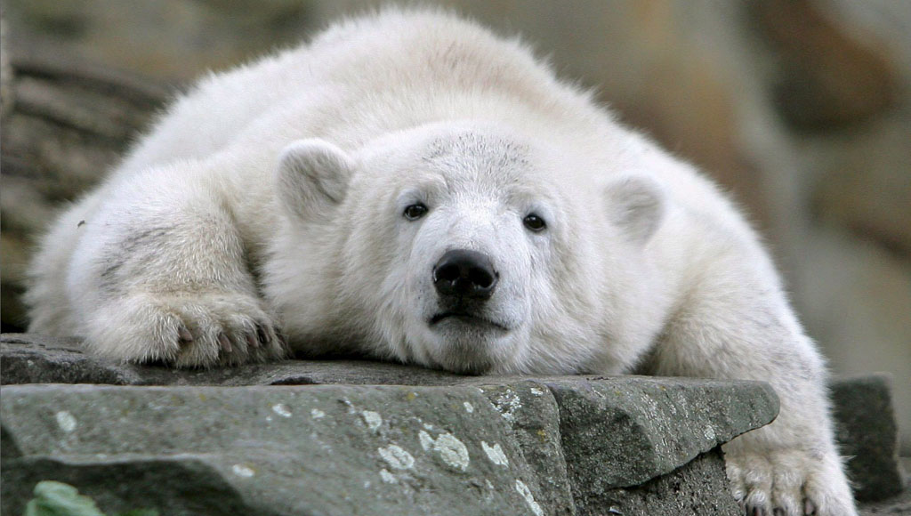 Día Internacional de  Oso Polar (27 de Febrero)