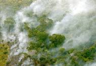 Amazonia: Destrucción