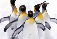 Pingüinos